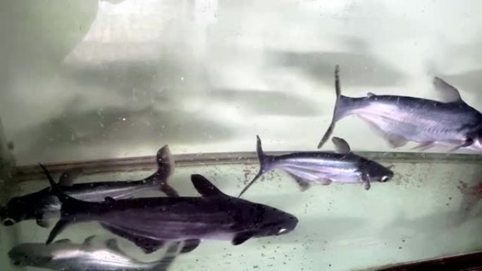 帕隆鲨-淡水鲨，水族箱中的鲨鱼