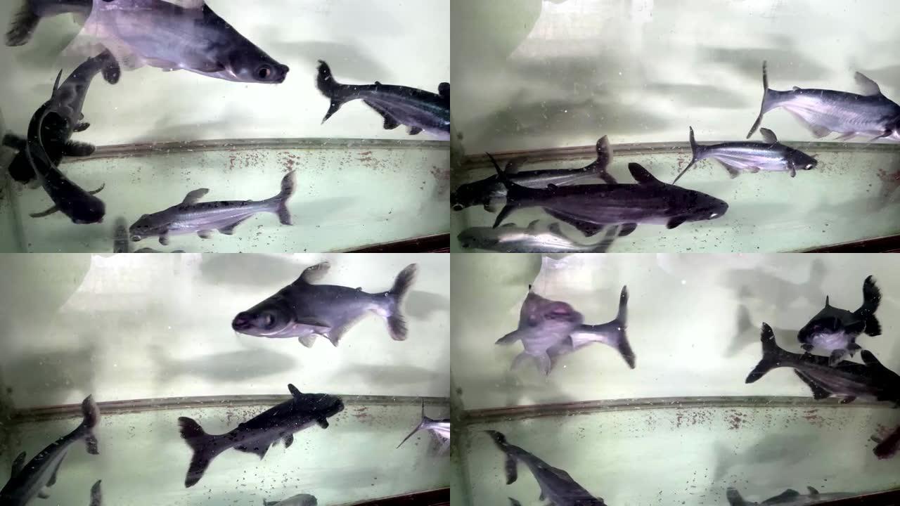 帕隆鲨-淡水鲨，水族箱中的鲨鱼
