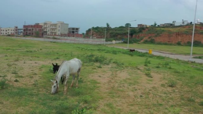 在巴基斯坦伊斯兰堡的DHA第三阶段，在牧场上放牧的一匹马的无人机拍摄