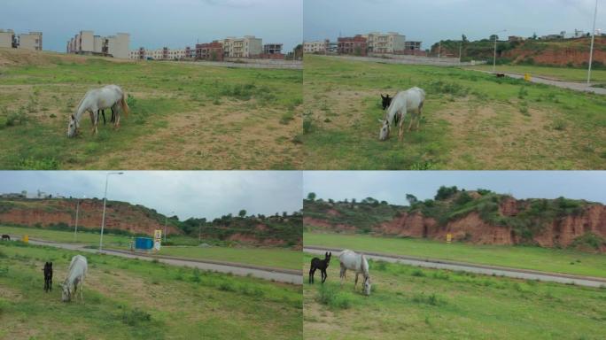在巴基斯坦伊斯兰堡的DHA第三阶段，在牧场上放牧的一匹马的无人机拍摄