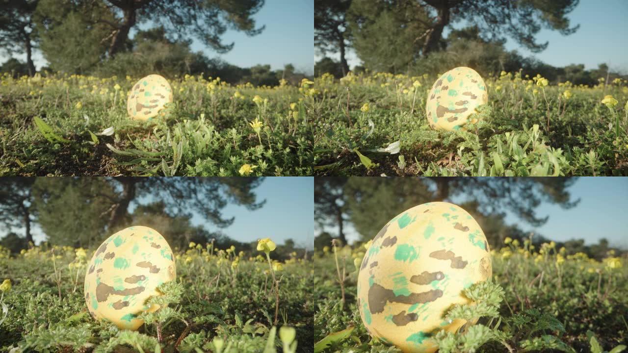 复活节彩蛋在阳光明媚的森林里，在一片用黄色花朵装饰的空地上。多莉滑块极限特写