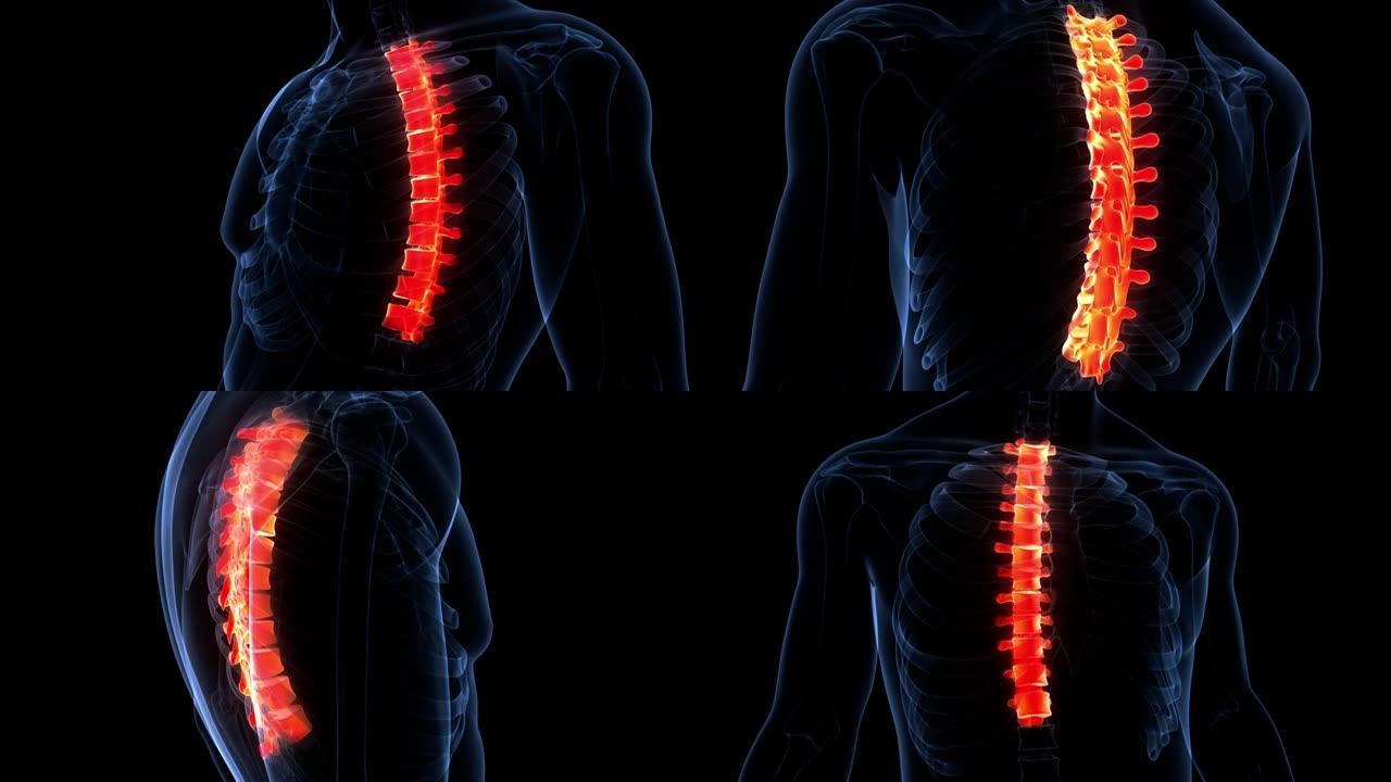 脊髓脊柱胸椎人体骨骼系统解剖动画概念