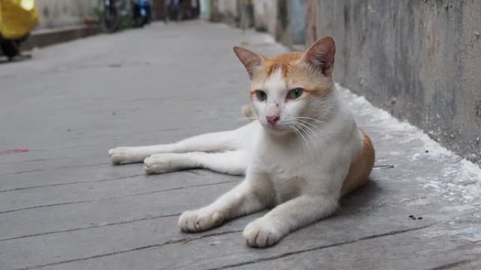 印度无家可归的破旧三色猫