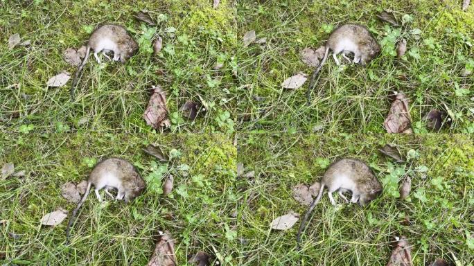 死老鼠躺在绿草地上。