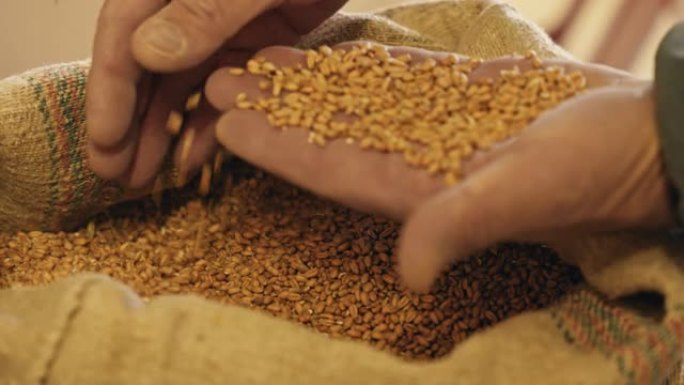 年长的人检查麦粒，看它们是否适合做面粉