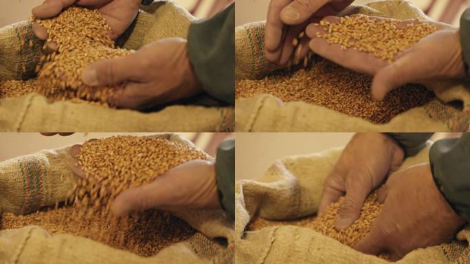 年长的人检查麦粒，看它们是否适合做面粉