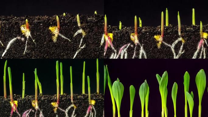 玉米在黑色背景下从地球上生长，延时视频4k分辨率剪辑。玉米的叶子长在镜头前。播种玉米种子。