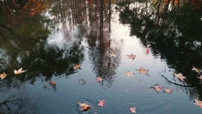 许多枫叶在风中落入湖中，美丽的秋天风景4k慢镜头，在阳光明媚的日子里像画一样在宁静的湖中倒映五彩缤纷
