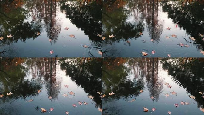 许多枫叶在风中落入湖中，美丽的秋天风景4k慢镜头，在阳光明媚的日子里像画一样在宁静的湖中倒映五彩缤纷