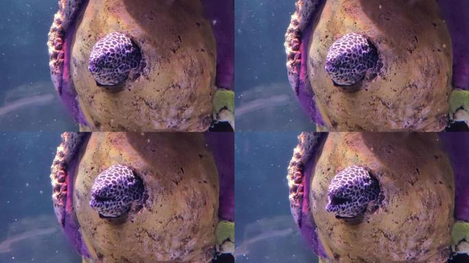 海鳗，裸胸