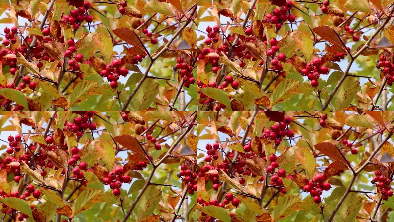 黄秋叶红山楂浆果