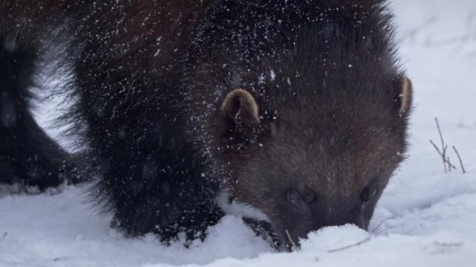 冬天，金刚狼试图在雪下寻找食物的特写镜头