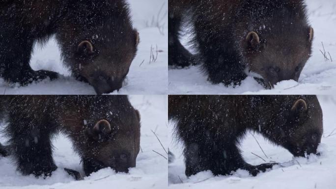 冬天，金刚狼试图在雪下寻找食物的特写镜头