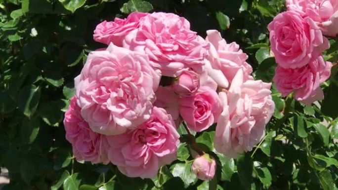繁茂的玫瑰灌木玫瑰头盛开的夏季大众花园维也纳城市景观奥地利中欧