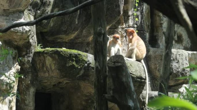 新加坡动物园的幼猩猩步行户外游乐场