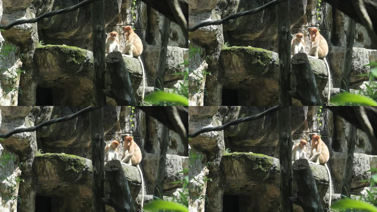 新加坡动物园的幼猩猩步行户外游乐场