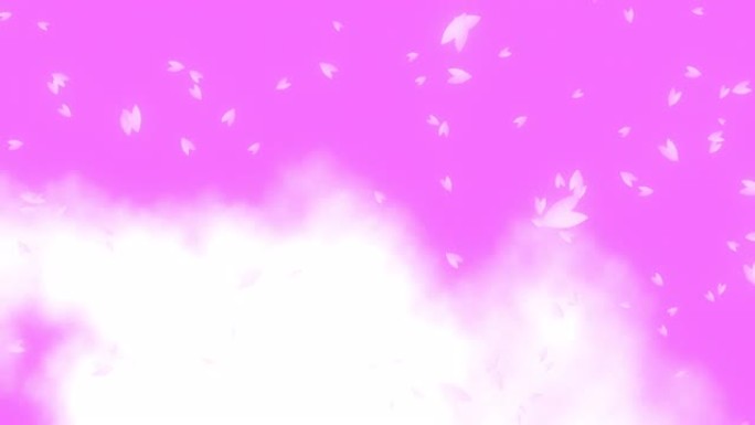粉红色的樱桃花瓣在白云的风中从左向右飘落并飘落粉红色的渐变背景。日本春天的一幕。