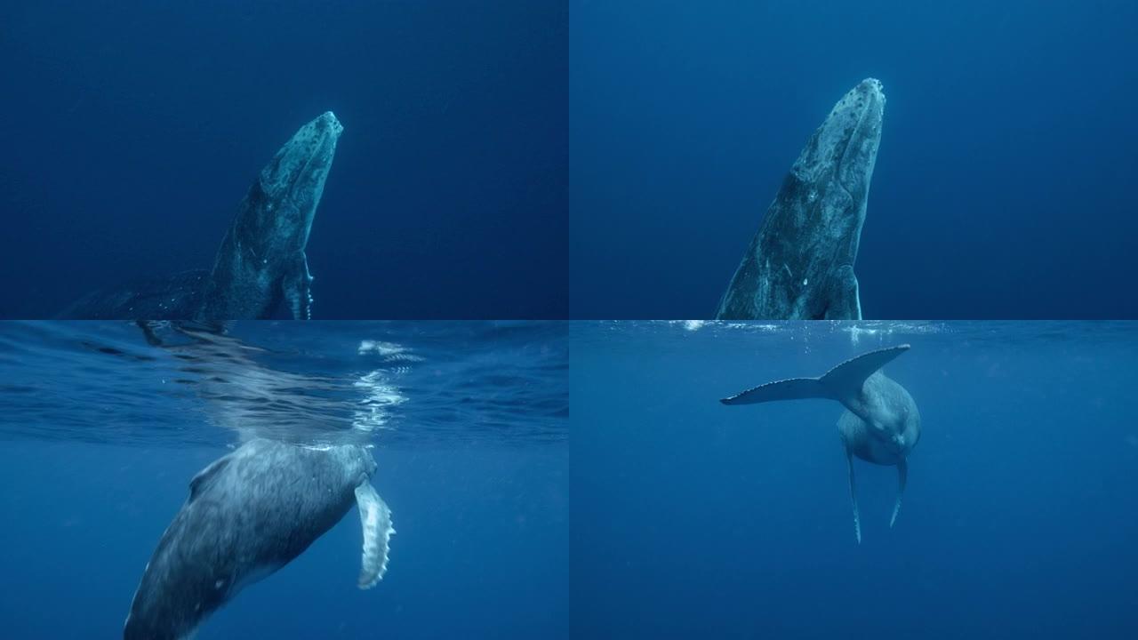 座头鲸小牛浮出水面呼吸