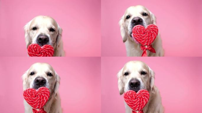 可爱的狗舔心形棒棒糖。金毛猎犬在粉红色背景上吃情人节糖果