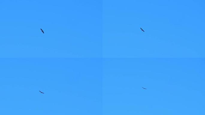 猎杀掠食性鸟类。非常强烈的蓝天。版本3