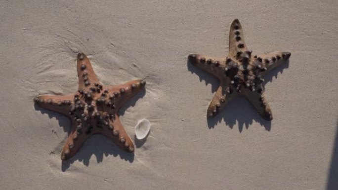 两只海星躺在海滩上的白色沙滩上