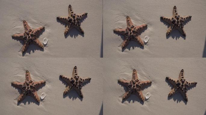 两只海星躺在海滩上的白色沙滩上