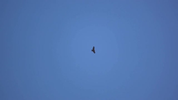 秃鹰 (Buteo buteo) 的美丽景色在飞行中爬升得更高，骑着上升气流和体温