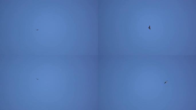 秃鹰 (Buteo buteo) 的美丽景色在飞行中爬升得更高，骑着上升气流和体温