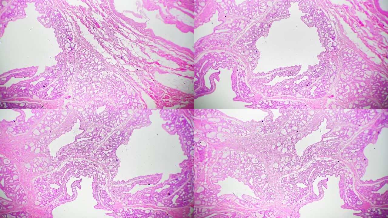 在100倍显微镜下在亮场背景下拍摄的人乳腺分泌期