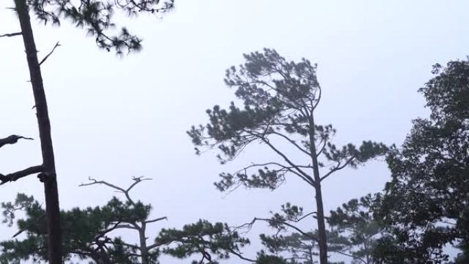 雾霾蜿蜒松树林山