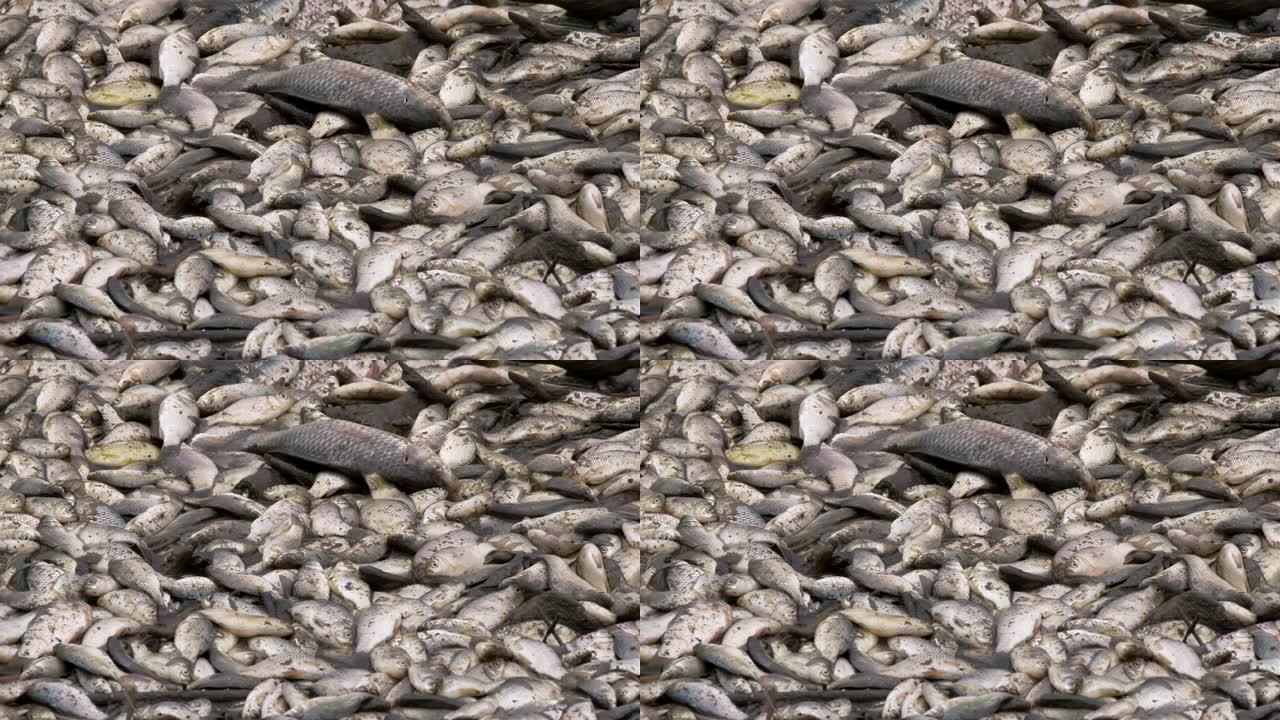 在湖岸上拍摄了一堆死鱼和挣扎的特写镜头