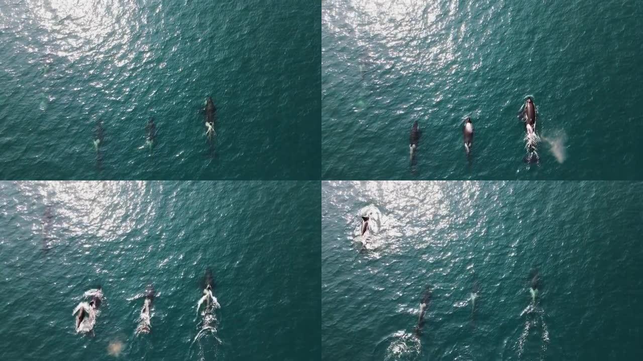 一群大型鲸鱼从海洋中冒出来