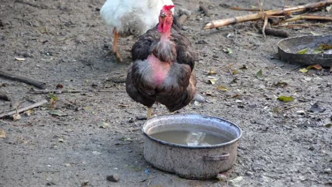 母鸡裸颈，从碗喝水-1935