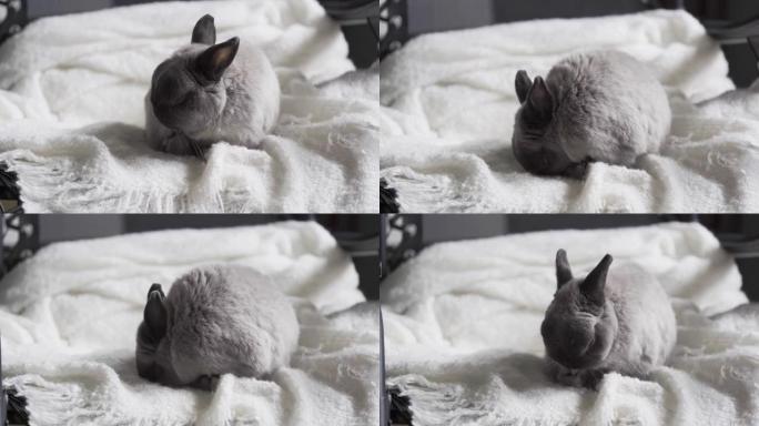 有趣的兔子在床上白毯子上放松。复活节惊喜