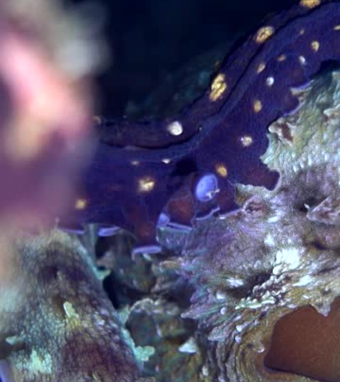 在海洋深处呼吸的章鱼的特写镜头
