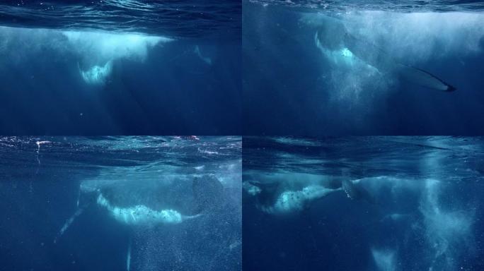 座头鲸在清澈的深蓝色海洋中玩耍并在水面上飞溅