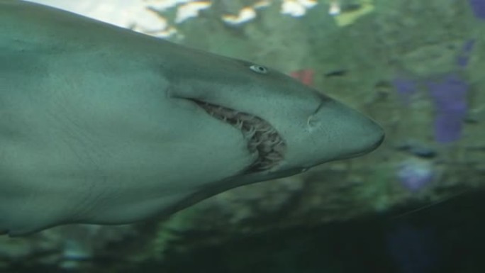 危险的鲨鱼 (Selachimorpha) 在水族馆的蓝色水域中缓慢游泳