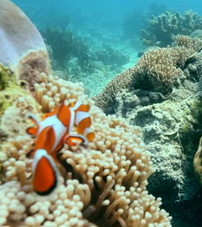 亮橙色尼莫或小丑鱼在海葵上方游泳的垂直视频