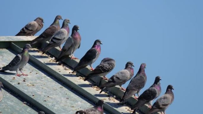 一群鸽子在屋顶上休息的慢动作