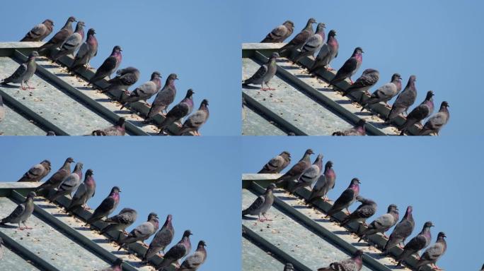一群鸽子在屋顶上休息的慢动作