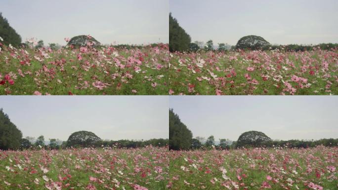 波斯菊花场风中粉红色的波斯菊花的美丽风景