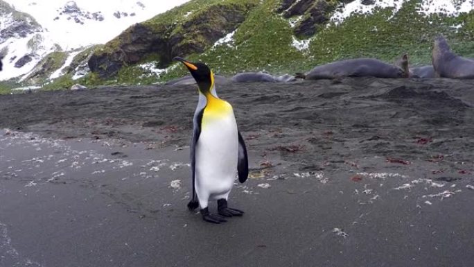 一只好奇的国王企鹅环顾四周，背景是一些幼小的象海豹