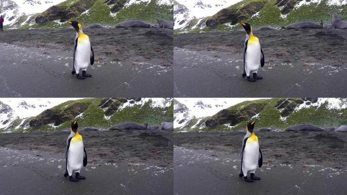 一只好奇的国王企鹅环顾四周，背景是一些幼小的象海豹