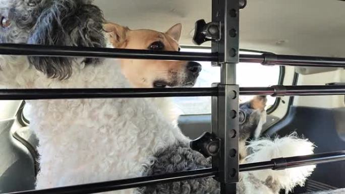 三只狗坐在分隔栅栏后面的汽车后备箱里，看着车窗，带着狗旅行