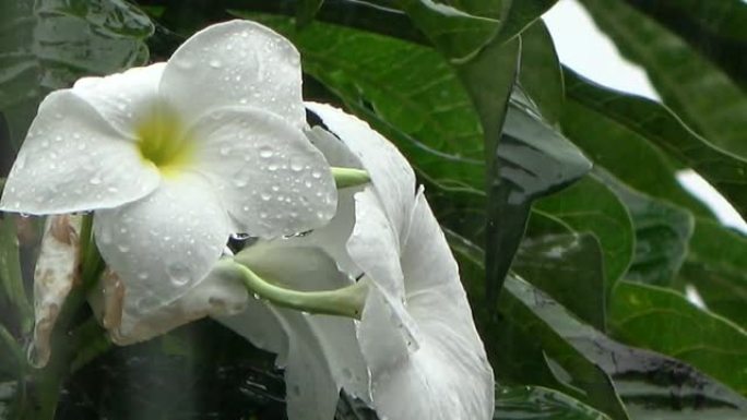 美丽的白花上的雨滴