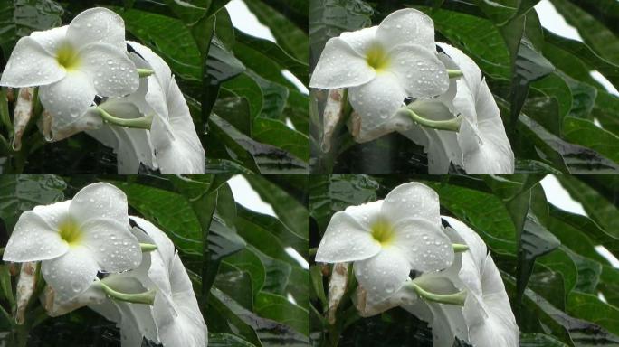 美丽的白花上的雨滴