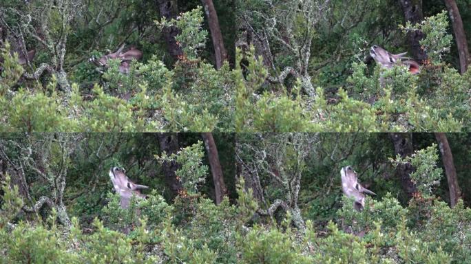南非灌木丛中觅食的雄性大羚羊