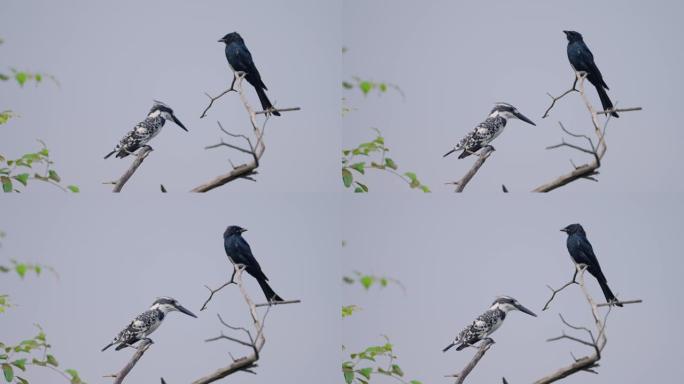 皮德·翠鸟和黑德龙以慢动作栖息在树枝上