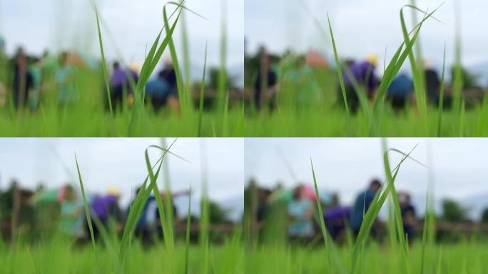 风中的草原与背景中的人-高清拍摄
