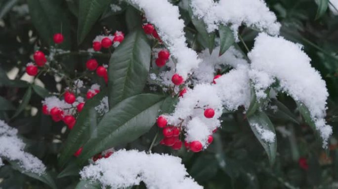 东京市南天连降大雪